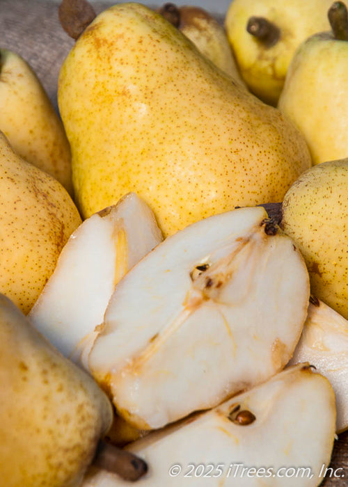A harvest of juicy, golden yellow Bartlett Pears