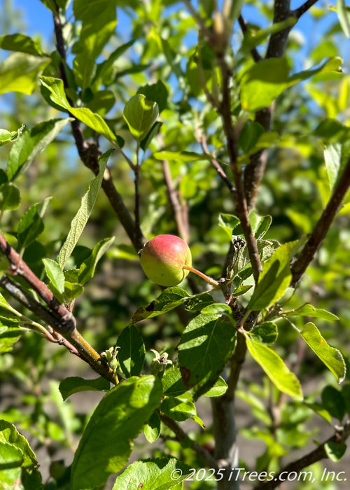 Closeup of a small emerging State Fair Apple with blushing red and yellow coloring.