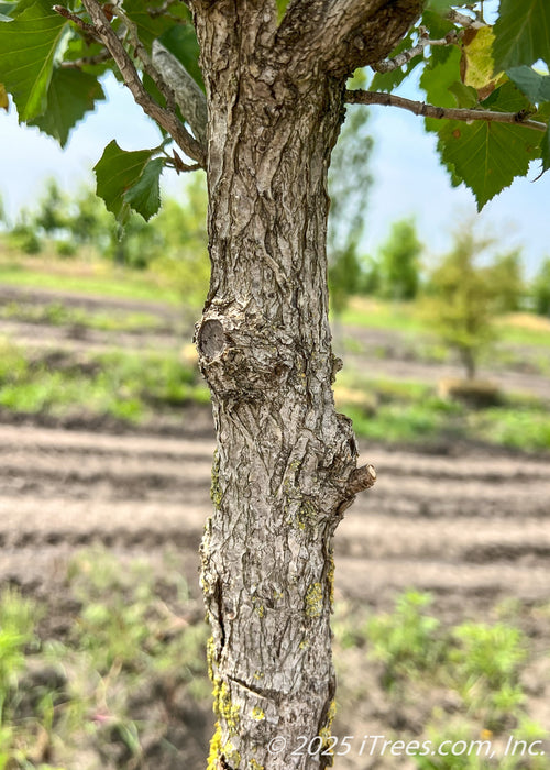 Closeup of roughly texted bark.