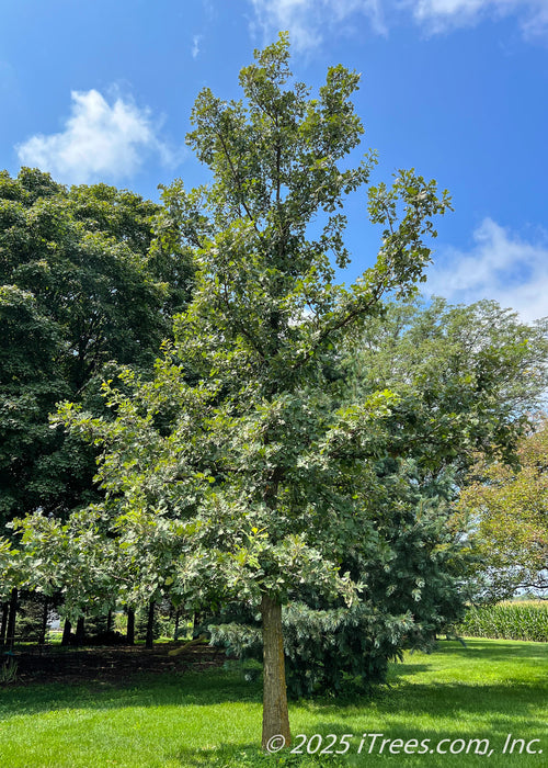 A maturing Bur Oak planted in an open area of a home's landscape, seen with green leaves and a rough textured trunk.