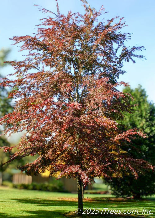 A maturing Frontier Elm seen with it's bold reddish-purple fall color and long upward stretching branches.