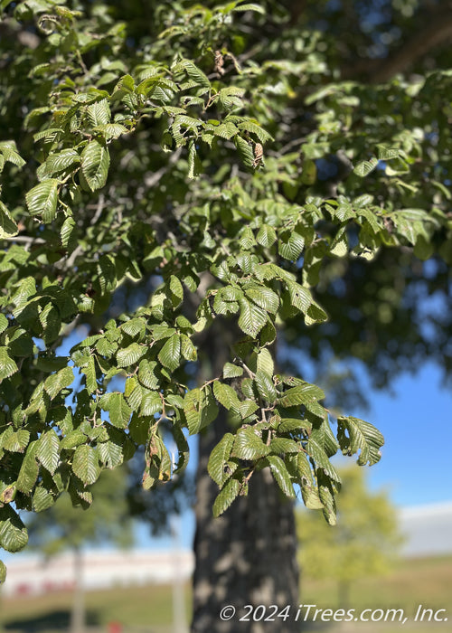 Closeup of green leaves