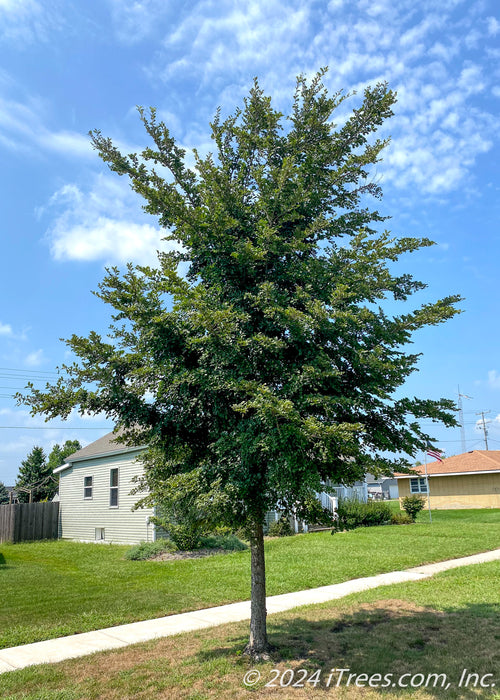 Accolade Elm on the parkway with green leaves