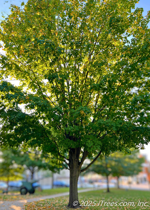 A mature Emerald Lustre Norway Maple on seen at sunset with sun filtering through the top of the tree's canopy. The tree is growing in an open courtyard near a walkway, green leaves are just beginning to turn golden yellow and fall off.