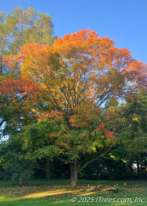 A maturing Green Mountain Sugar Maple with changing fall color against a clear blue sky.