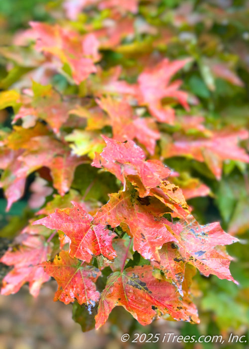 Closeup of changing fall leaves with red-orange color, and fresh rain coating them.