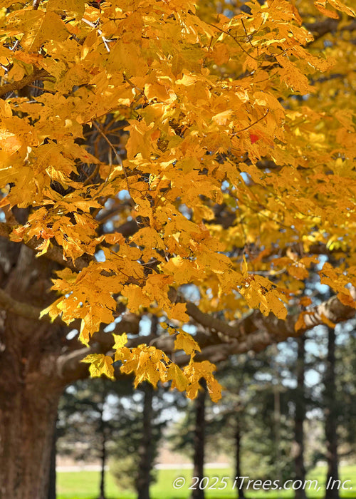 Closeup of yellow leaves on the end of a large branch.