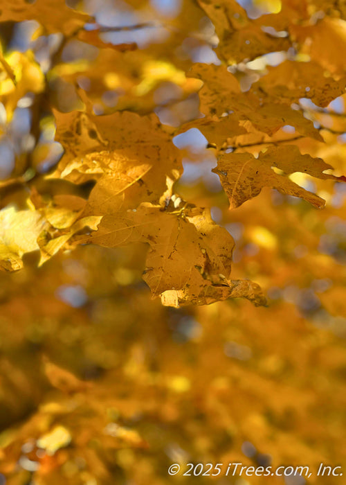 Closeup of bright yellow leaves.