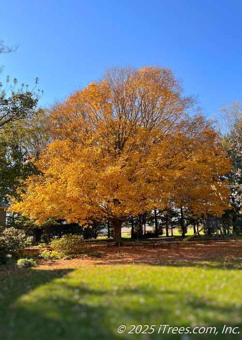 Green Mountain Sugar Maple with yellow fall color.
