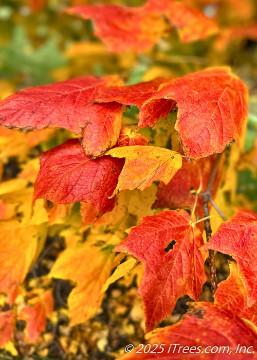 Closeup of yellow to red-orange fall leaves.
