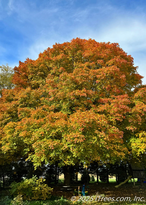 A mature Green Mountain Sugar Maple with changing fall color showing red-orange color at the crown of the tree's canopy.