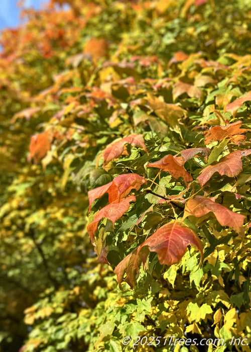 Closeup of changing fall color with green leaves, tipped with a deep red.