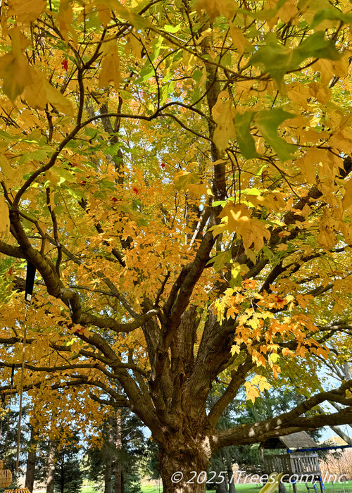 Closeup of the underside of the tree's canopy in fall showing textured trunk, branches and green to yellow leaves.