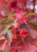 Closeup of deeply cut dark red leaves. 