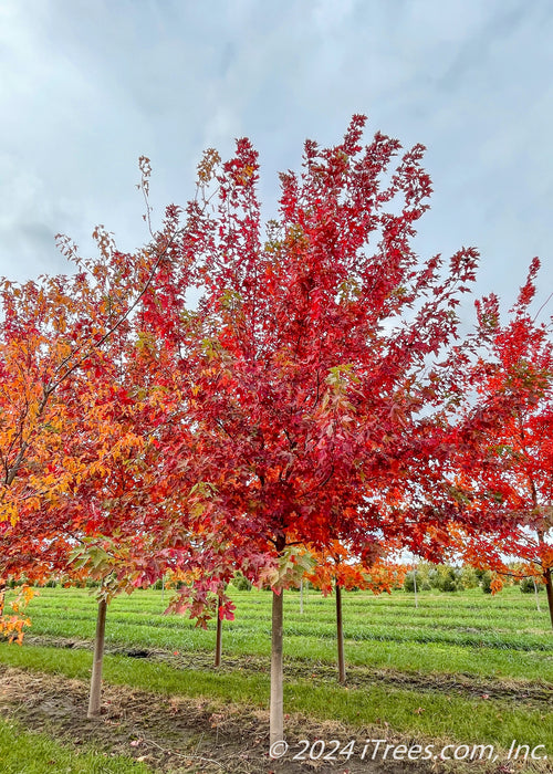 Autumn Fantasy Maple grows in a nursery row and shows deep wine red fall color, surrounded by other fall trees, and strips of green grass between rows.
