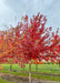 Autumn Fantasy Maple grows in a nursery row and shows deep wine red fall color, surrounded by other fall trees, and strips of green grass between rows.