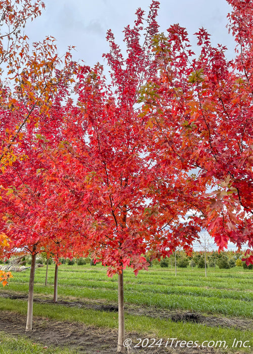 Autumn Fantasy Maple grows in a nursery row and shows bright red fall color.