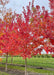 Autumn Fantasy Maple grows in a nursery row and shows bright red fall color.