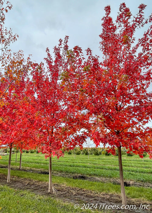 A row of Autumn Fantasy Maple grows in the nursery and shows deep wine red fall color with strips of green grass between each row.