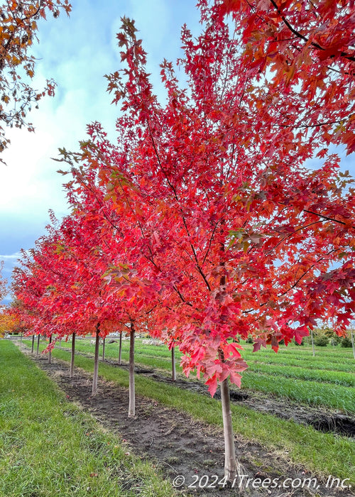 A row of Autumn Fantasy Maple grows in the nursery with deep wine red fall color, smooth grey trunks and strips of green grass between rows of trees.