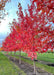 A row of Autumn Fantasy Maple grows in the nursery with deep wine red fall color, smooth grey trunks and strips of green grass between rows of trees.