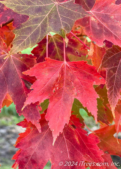 Closeup of transitioning fall color showing green, yellow, to deep red colors.