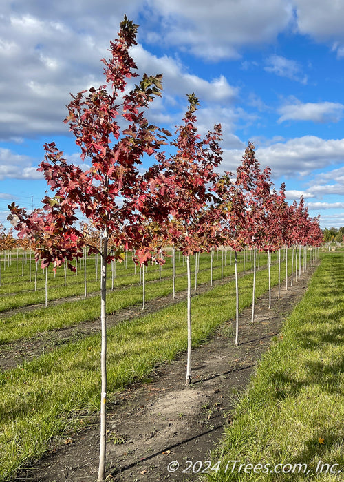 A row of Autumn Fantasy Maple grows in the nursery with dark red fall foliage, surrounded by strips of green grass and a bright blue sky with white fluffy clouds in the background.