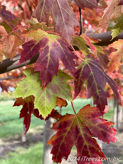 Closeup of transitioning fall color showing green, yellow, to deep red colors.