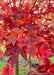 Closeup of deeply cut deep red fall leaves with red stems.