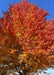 View of the crown of an Autumn Blaze with fall color looking up from the ground.