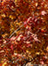 Closeup of a branch of leaves with bright fall color.