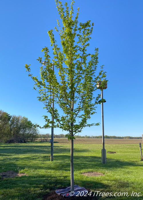 Autumn Blaze Maple newly planted in an open area of a yard with green leaves.
