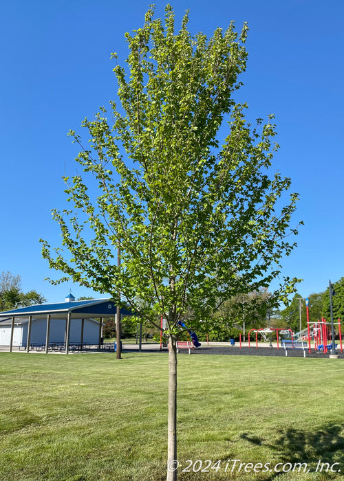 Newly planted Autumn Blaze Maple, planted at a local children's playground.