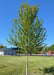Newly planted Autumn Blaze Maple, planted at a local children's playground.
