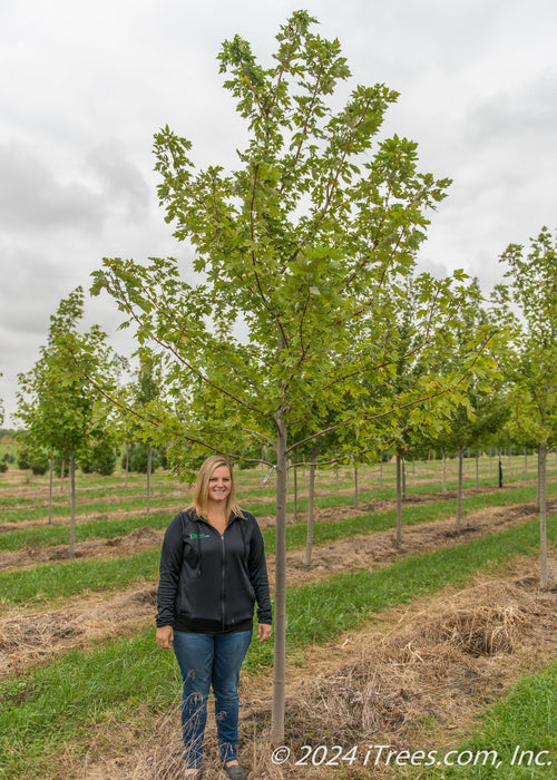 Autumn Blaze Maple in the nursery with a person standing next to it to show the height comparison.