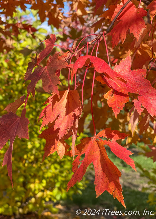 Closeup of red-orange fall color.