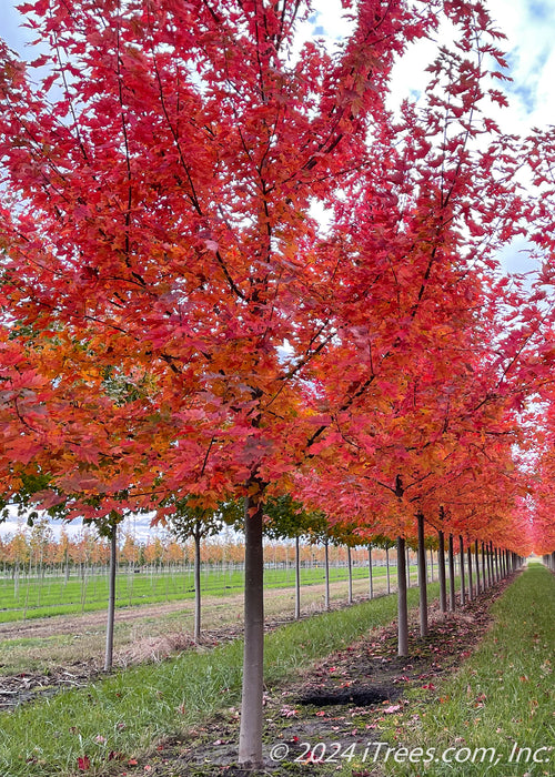 Autumn Blaze Maple with bright red foliage growing in a nursery row.