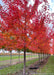 Autumn Blaze Maple with bright red foliage growing in a nursery row.