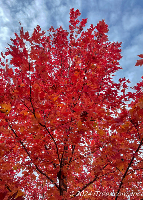 View of top of tree with bright red fall color with a blue sky in the background.