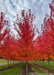 View of three rows of Autumn Blaze Maple in full fall color.