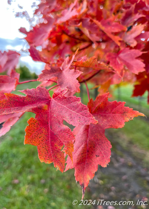 Closeup of deeply cut leaves showing bright red fall color.