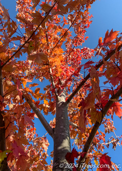 Closeup view of trunk and red leaves looking upward along the central trunk.