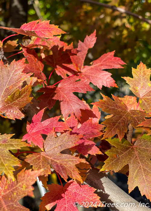 Closeup of deeply cut leaves showing changing fall color from green to yellow to red.