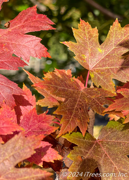 Closeup of deeply cut leaves showing transitioning fall color from green to yellow to red.