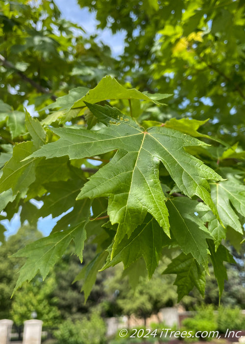 Closeup of deeply cut bright green leaf.