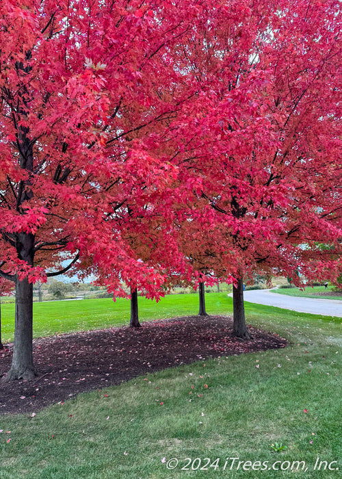 Closeup of a berm with a handful of Autumn Blaze Maple planted in it near a drive, with red fall color. 