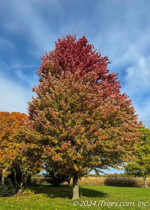 Mature Autumn Blaze planted in an open yard showing changing fall color beginning at the top of the tree's crown. 