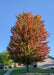 Maturing Autumn Blaze Maple with transitioning fall color planted in a front yard. 