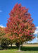 Autumn Blaze Maple planted in an open area of a yard with transitioning fall color. 