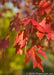 Closeup of red fall color.